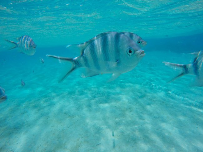 Tropical fish in Aitutaki lagoon