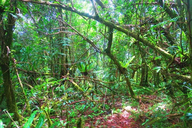 Tropical rainforest in Ofu Island American Samoa