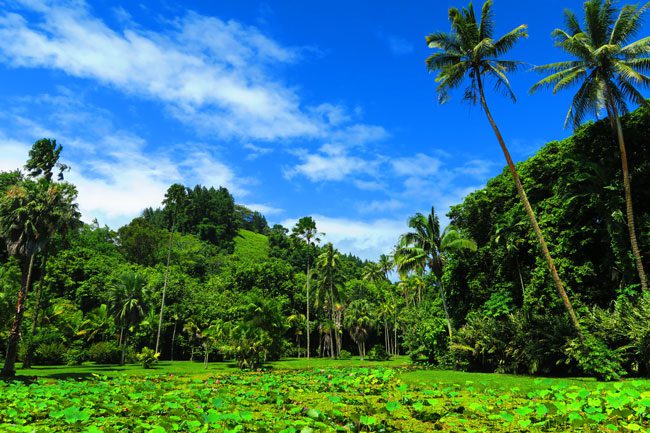 Botanical gardens Tahiti French Polynesia