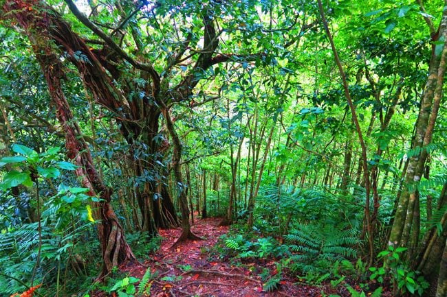 Cros Island Track Rarotonga Cook Islands thick rainforest