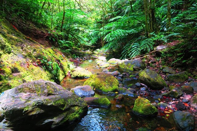 Cross Island Track Rarotonga Cook Islands water stream