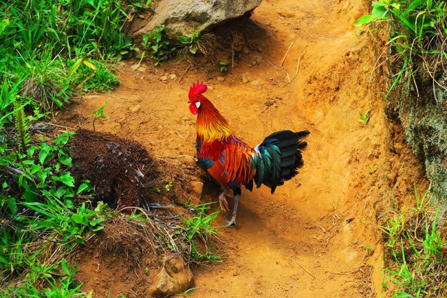 Cross Island track Rarotonga Cook Islands chicken