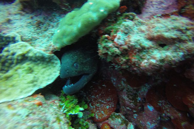 Diving in Rarotonga Cook Islands Muray Eel