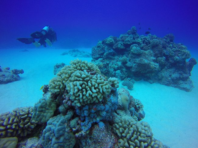 Diving in Rarotonga Cook Islands hard coral blue sea