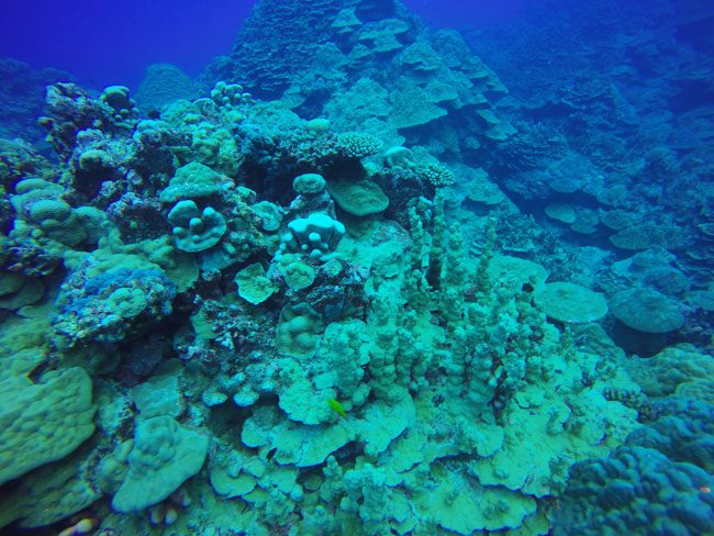 Diving in Rarotonga Cook Islands hard coral garden