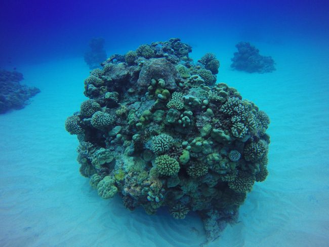 Diving in Rarotonga Cook Islands hard coral on sandy bottom
