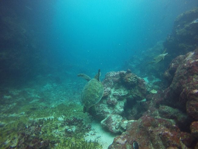 Diving in Rarotonga Cook Islands sea turtles