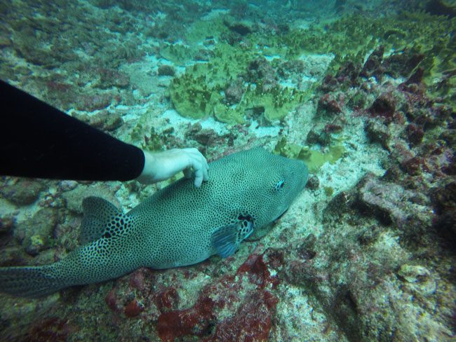 Diving in Rarotonga Cook Islands touching puffer fish