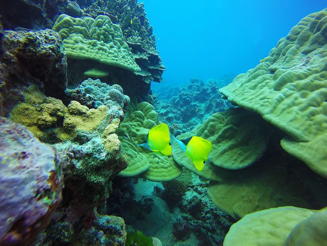 Diving in Rarotonga Cook Islands tropical fish