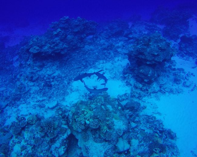 Diving in Rarotonga Cook Islands white tip reef sharks playing