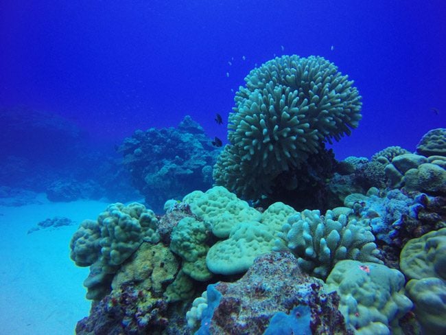 Diving in Rarotonga Cook Islands