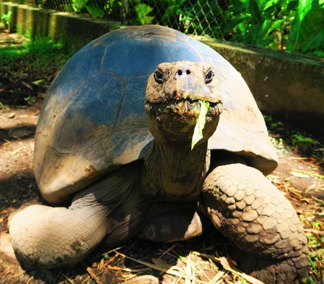 Giant galapgos turtle eating in botanical gardens Tahiti French Polynesia