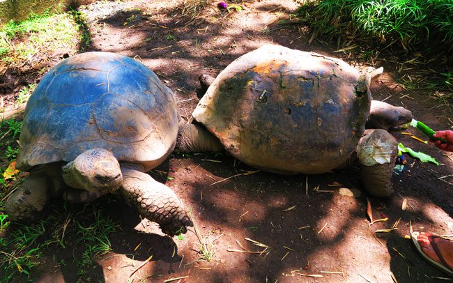 Giant galapgos turtles in botanical gardens Tahiti French Polynesia