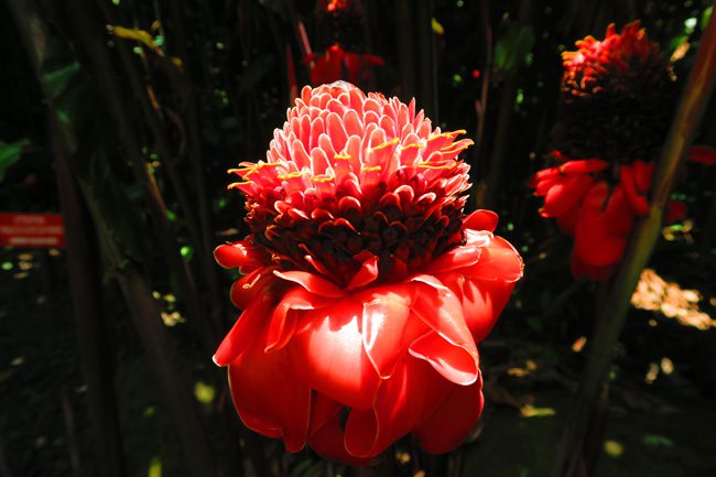 Lotus flower in botanical gardens Tahiti French Polynesia