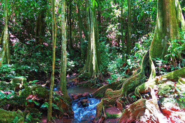 Mape forest in Vaihapi gardens Tahiti French Polynesia