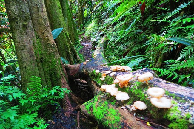 Mushrooms in rainforest Mount Aorai hike Tahiti French Polynesia