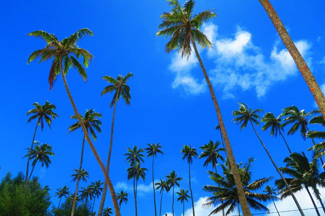 Palm trees growing in Rarotonga Cook Islands