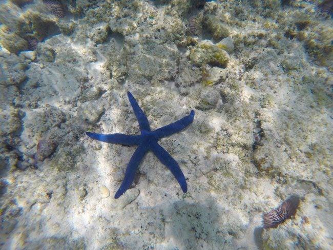 Snorkeling in Muri Lagoon Rarotonga Cook Islands star fish