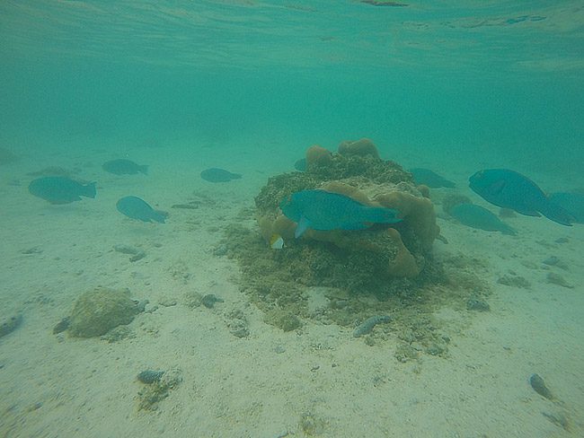 Snorkeling in Muri Lagoon Rarotonga Cook Islands tropical fish