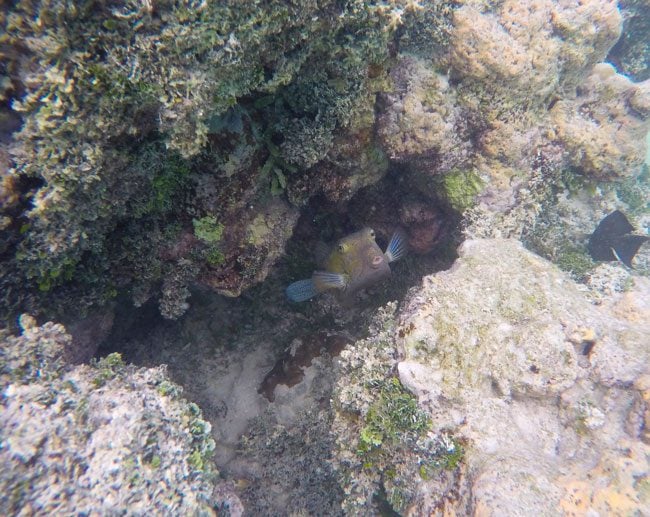 Snorkeling in Muri Lagoon Rarotonga Cook Islands