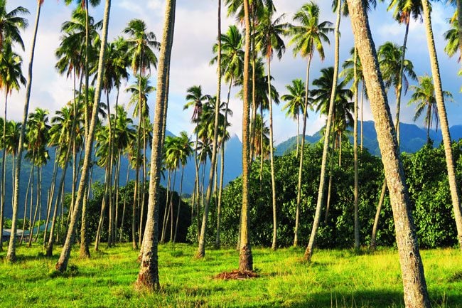 Tahiti Mountains and palm trees French Polynesia