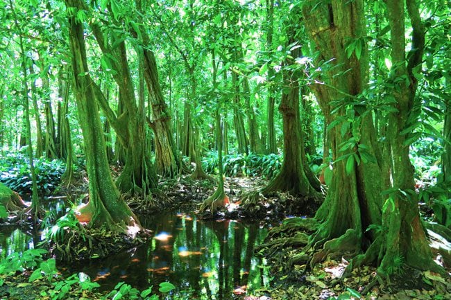 Tahitian chestnut forest mape trees in botanical gardens Tahiti French Polynesia