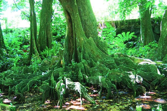 Tahitian chestnut mape tree roots in botanical gardens Tahiti French Polynesia