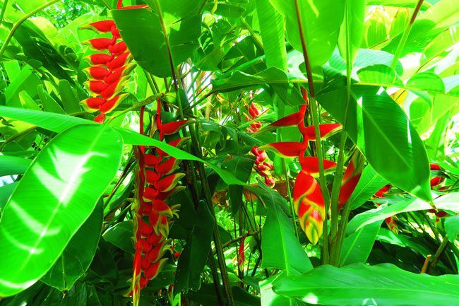 Tropical plant Rarotonga Cook Islands