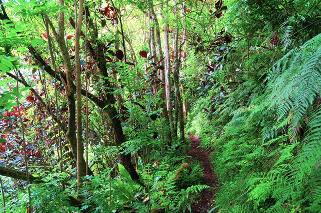 Tropical rainforest Mount Aorai hike Tahiti French Polynesia