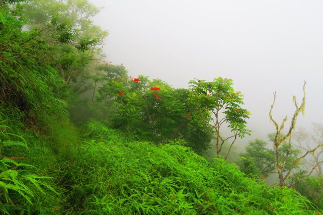 Walking in clouds Mount Aorai hike Tahiti French Polynesia