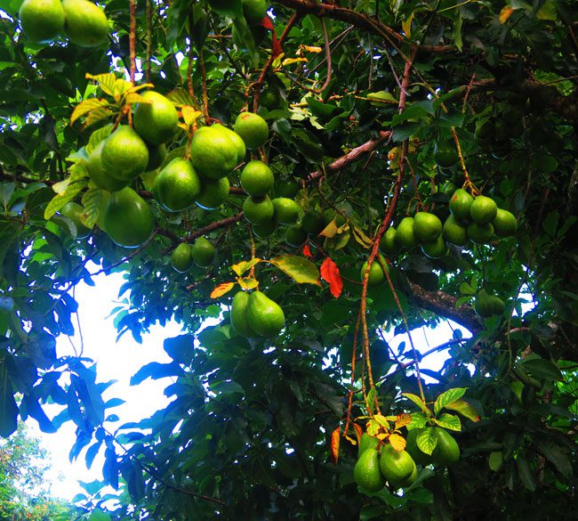 Avocado tree in Moorea French Polynesia