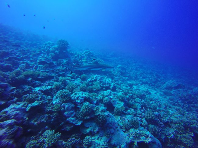 Diving in Moorea black tip reef shark
