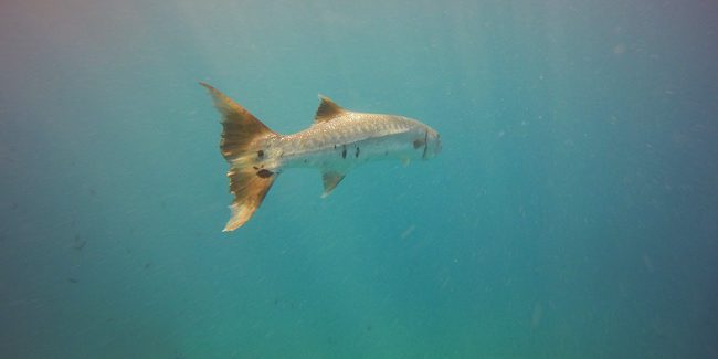 Diving in Moorea huge baracuda