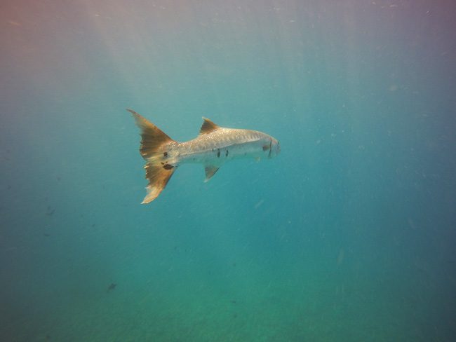 Diving in Moorea huge baracuda