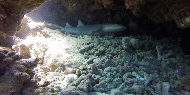 Diving in Moorea nurse shark hiding