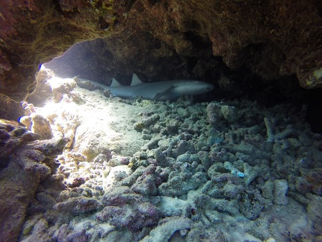 Diving in Moorea nurse shark hiding