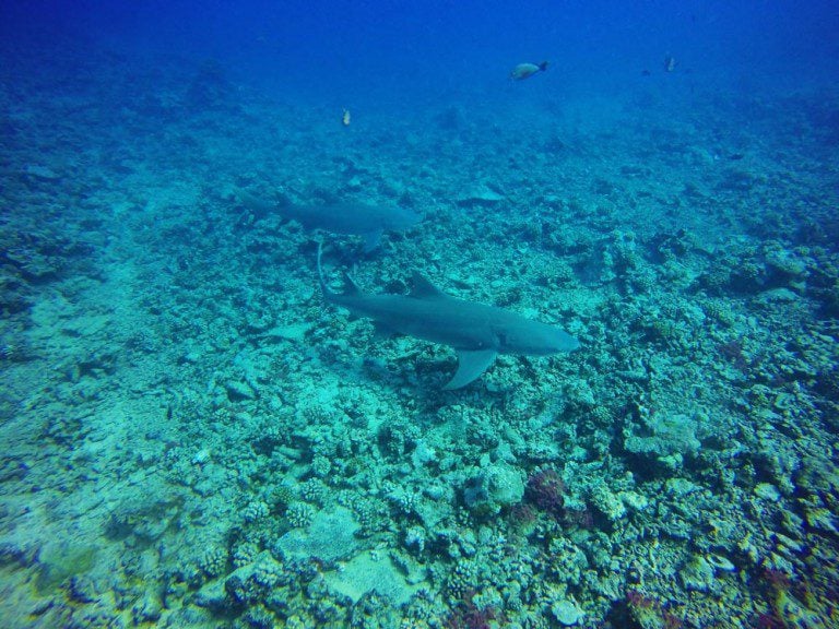 Swimming With Sharks & Stingrays In Moorea