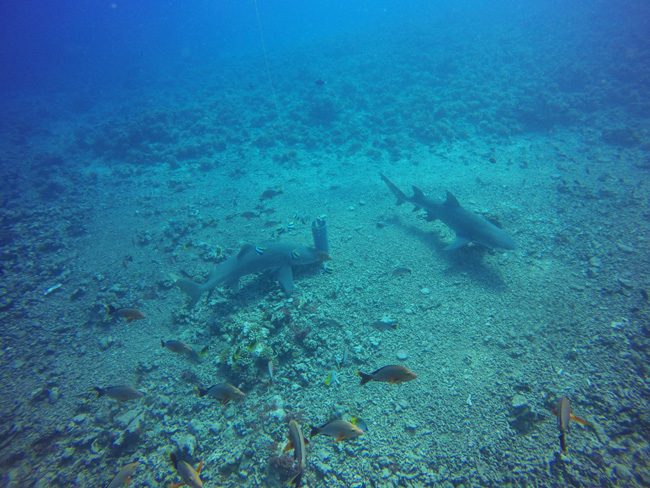 Diving in Moorea two sharks