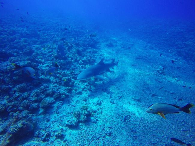 Diving in Moorea with lemon shark 2