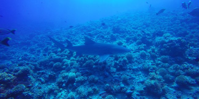 Diving in Moorea with lemon shark