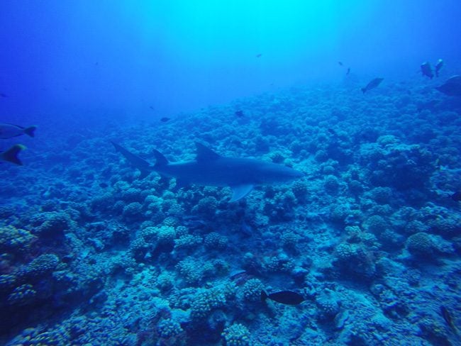 Diving in Moorea with lemon shark