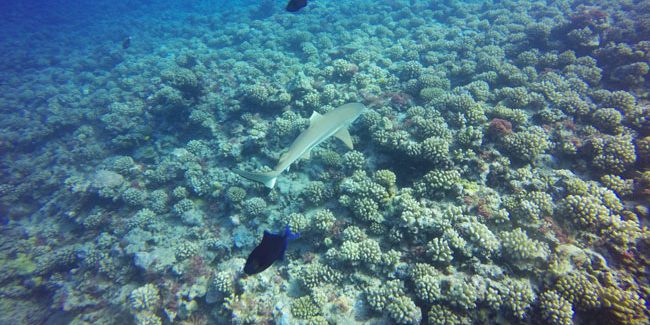 Diving in Moorea with shark
