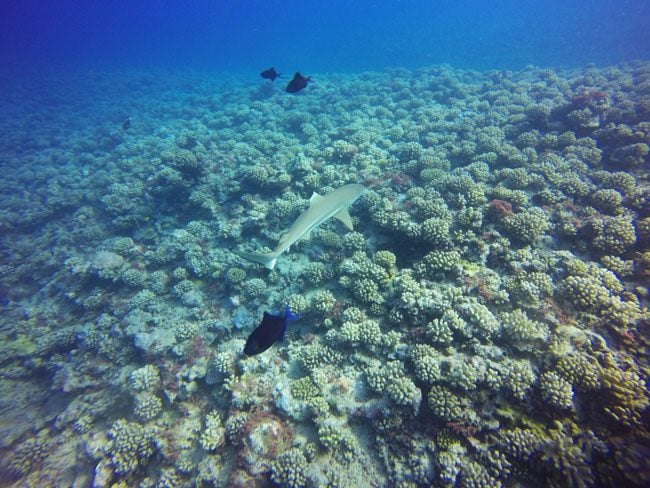 Diving in Moorea with shark