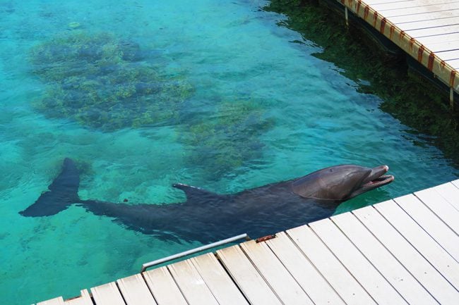 Dolphin center Intercontinental Resort Moorea dolphin up close