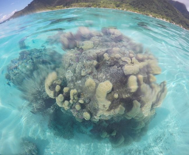 Kayaking in Moorea French Polynesia view of coral