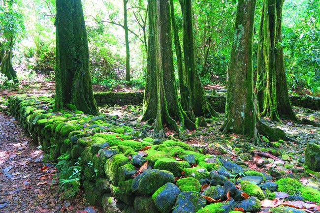 Marae in Moorea French Polynesia with mape trees