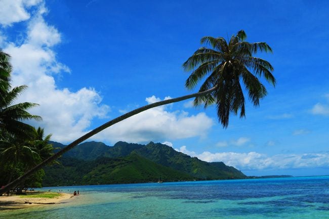 Mareto tropical beach Moorea French Polynesia palm tree
