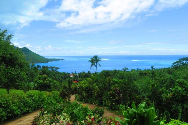 Moorea tropical garden view