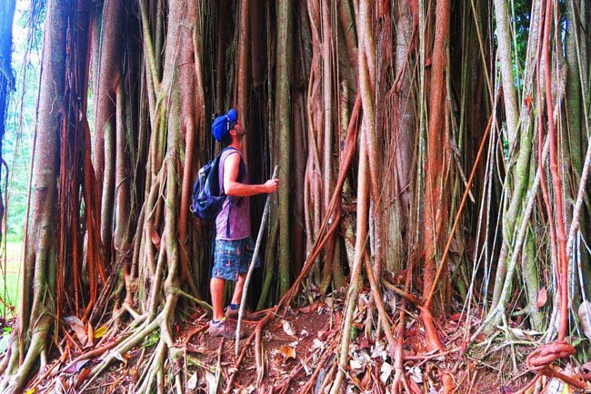 Opunohu Valley hike Moorea French Polynesia large banyan tree