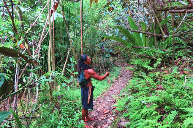 Papenoo Valley Tahiti walking through rainforest